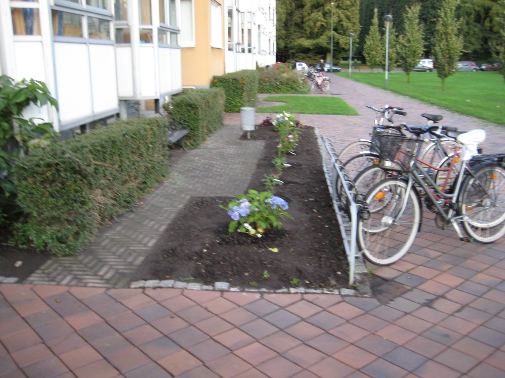 Nyplantering Bobergsängen